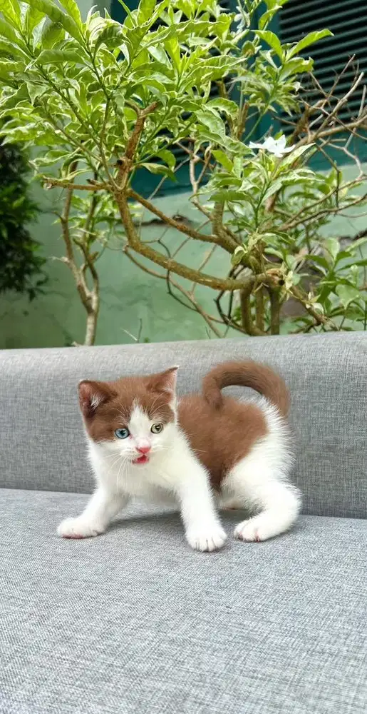 British shorthair pedigree