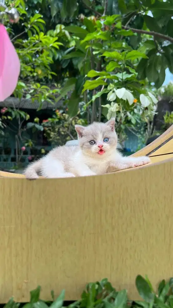 British shorthair pedigree