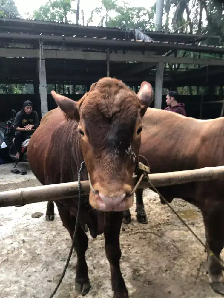 Sapi Qurban Berkualitas & Bergaransi