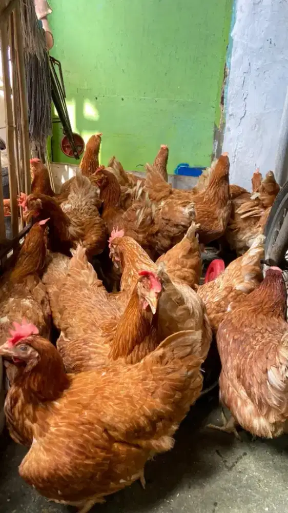 Ayam Petelur produksi