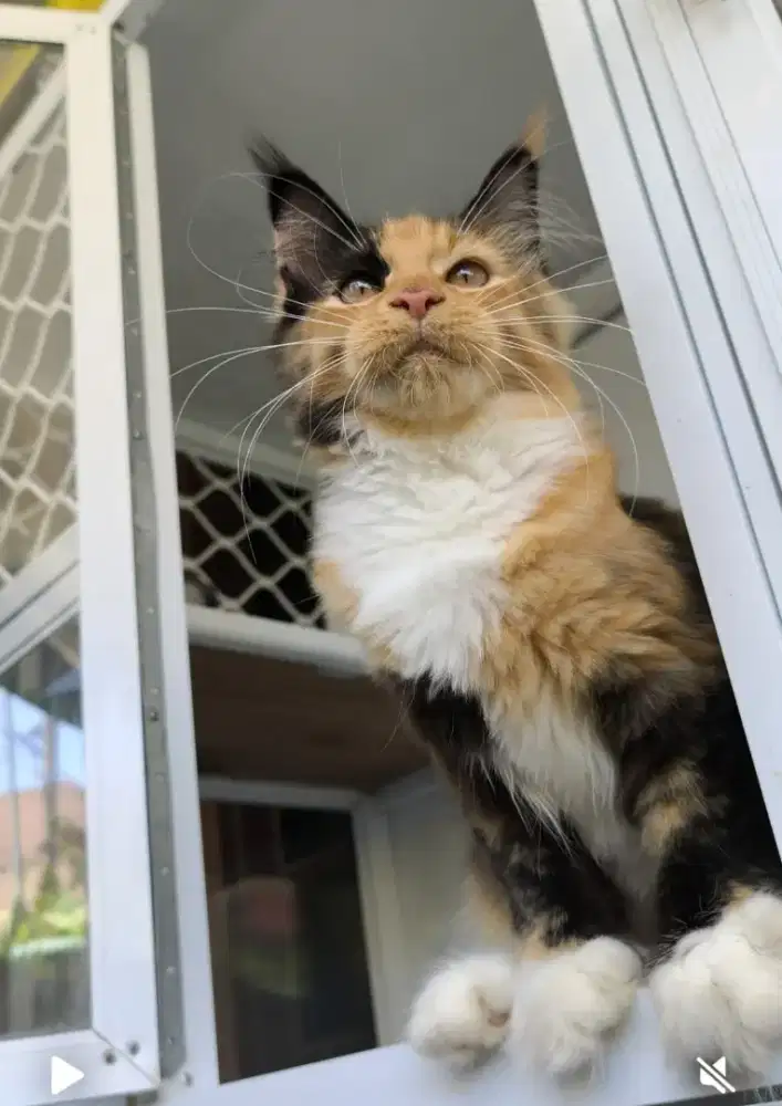 Kucing Mainecoon Pure Siap pindah rumah