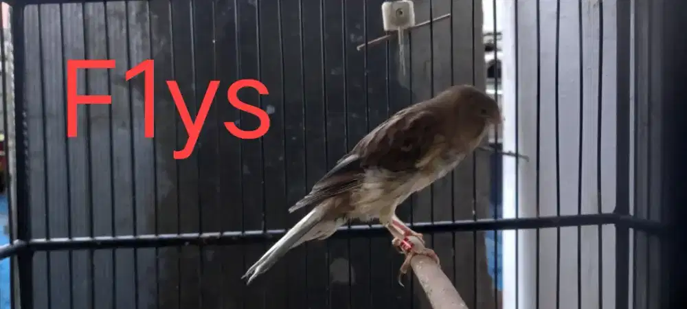 Kanari paud F1 Ys  jantan