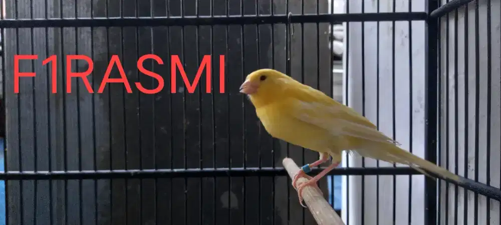 Kenari paud F1 Rasmi