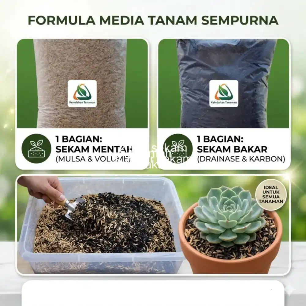 Paket sekam bakar + sekam mentah mediatanam organik