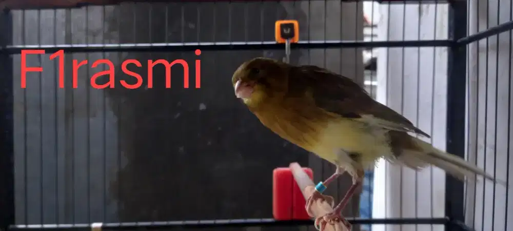 Paud kenari F1 rasmi