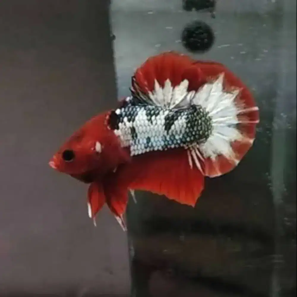 Cupang fccp minat wa aj