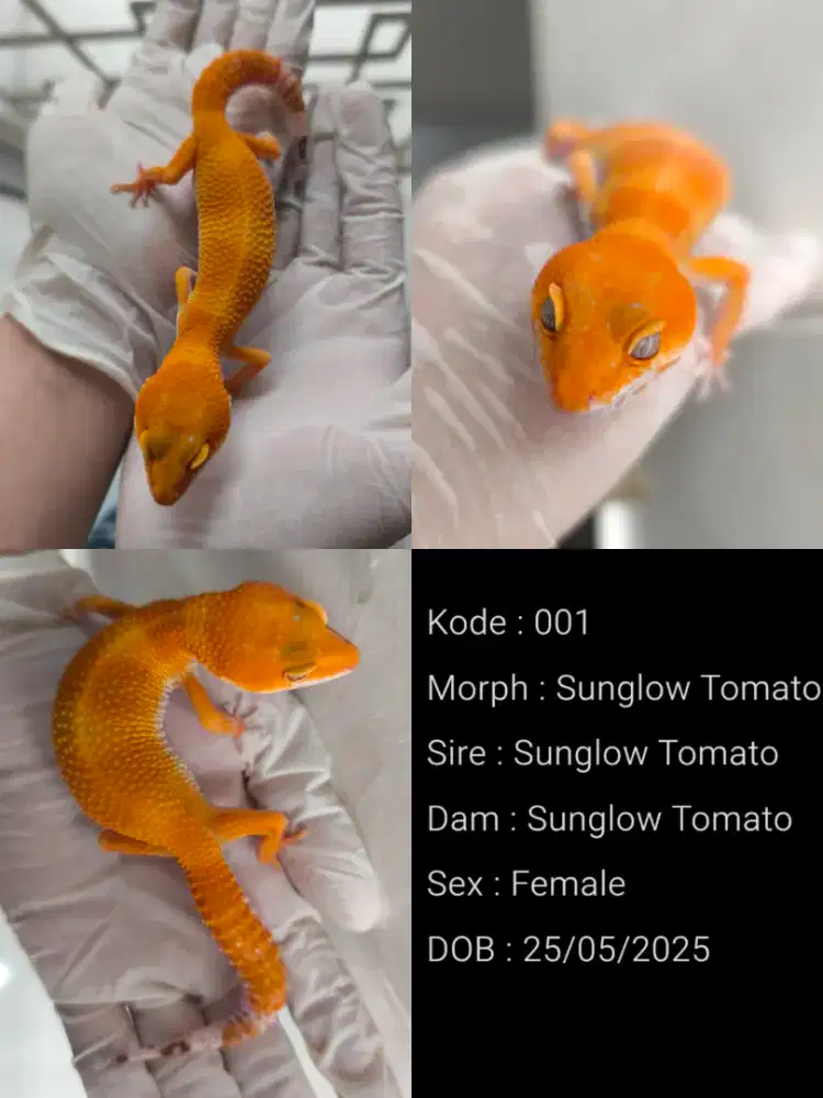 Sunglow Tomato (Leopard Gecko) Female