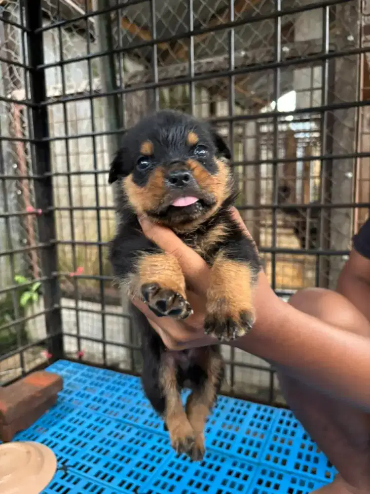 Anak Rottweiler Cakep Kwalitas Bagus Bigbone