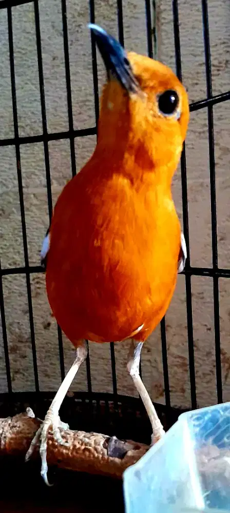 BURING ANI MERAH SELAP MINUS MATA PECAK  PLUS SANGKAR