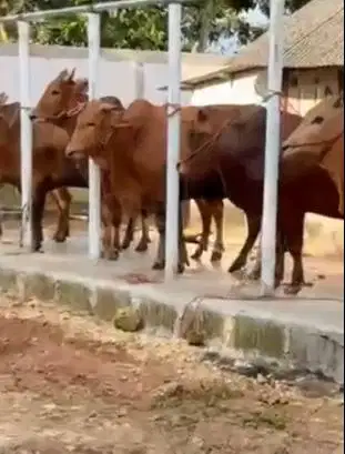 sapi qurban madura 350kloan layak sapi kurban 2026 tinggi gagah manteb