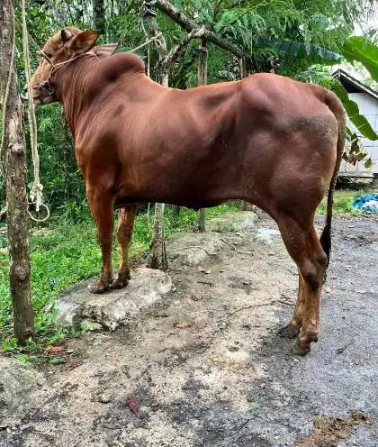 sapi qurban madura 350kloan layak sapi kurban 2026 tinggi gagah manteb