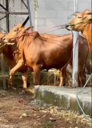 sapi madura 350kiloan siap sapi kurban 2026 gagah tinggi ganteng cakep