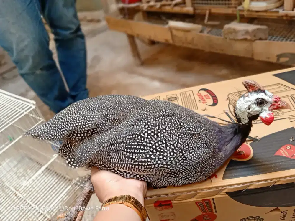 Ayam Mutiara Sepasang Dewasa