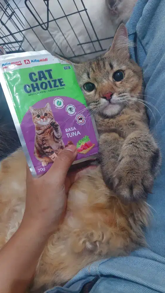 Kucing persia mujaer