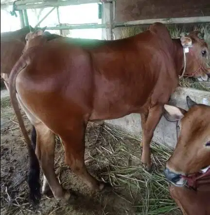 sapi madura 350kiloan siap hewan qurban 2026 sapi jantan gagah tinggi