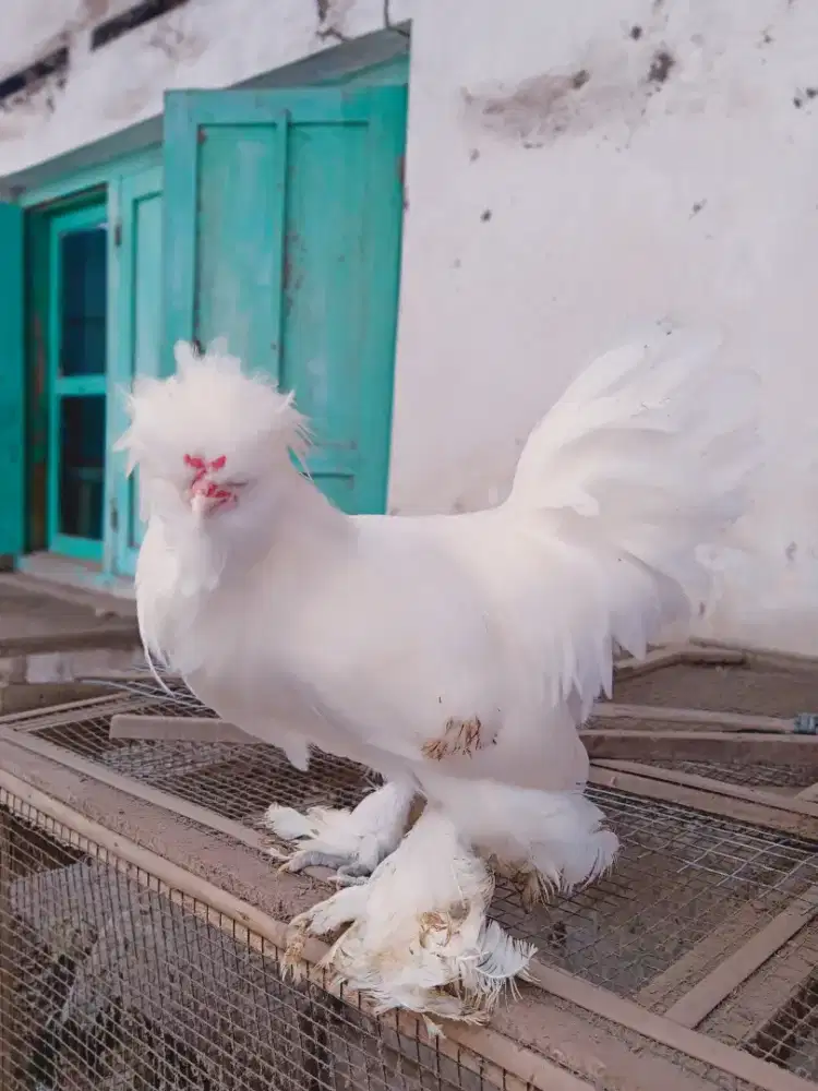 Ayam Poland Sultan Sepasang