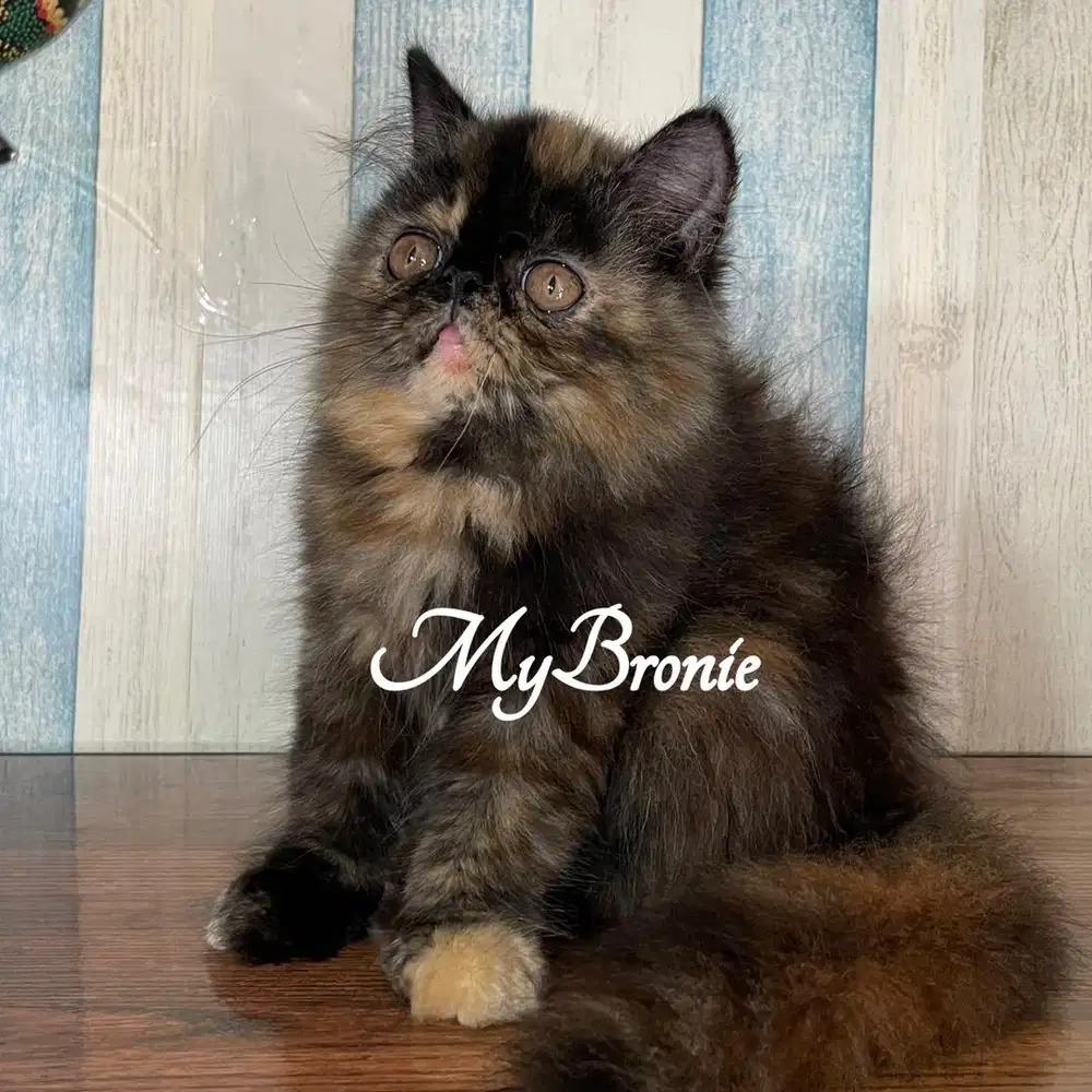 Kucing persia peaknose betina 3 bulan