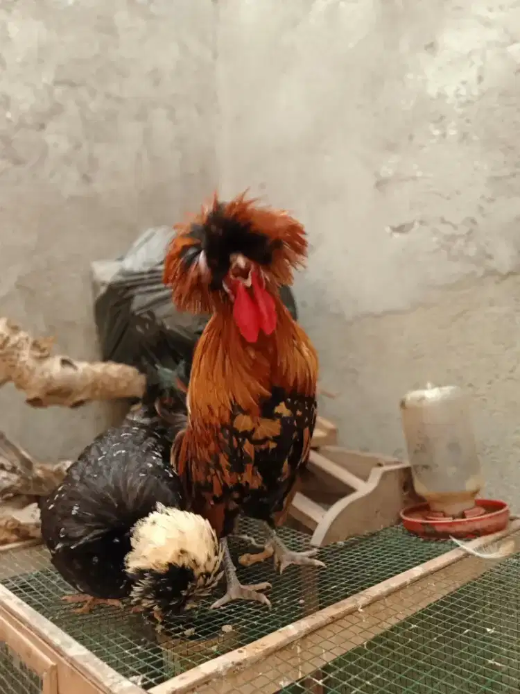 Ayam Polandia Original Sepasang