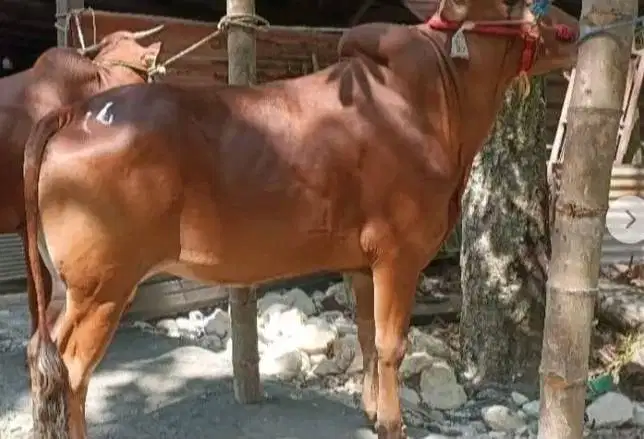 sapi madura jantan 350kiloan siap sapi qurban 2026 tinggi gagah manteb