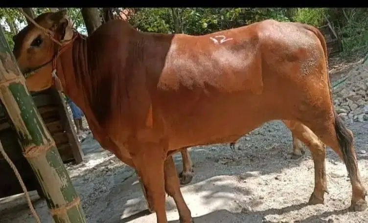 sapi madura jantan 350kiloan siap sapi qurban 2026 tinggi gagah manteb