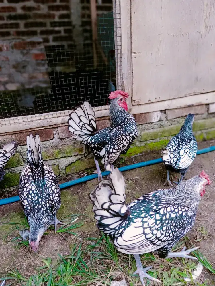 Ayam Batik Itali/ Batik Silver Sepasang
