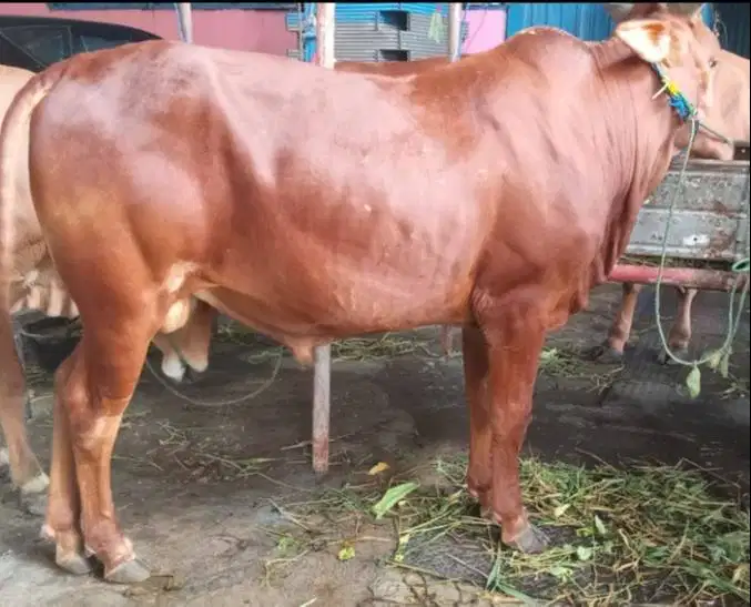 sapi madura 350kiloan jantan siap sapi qurban 2026 kurban manteb puas