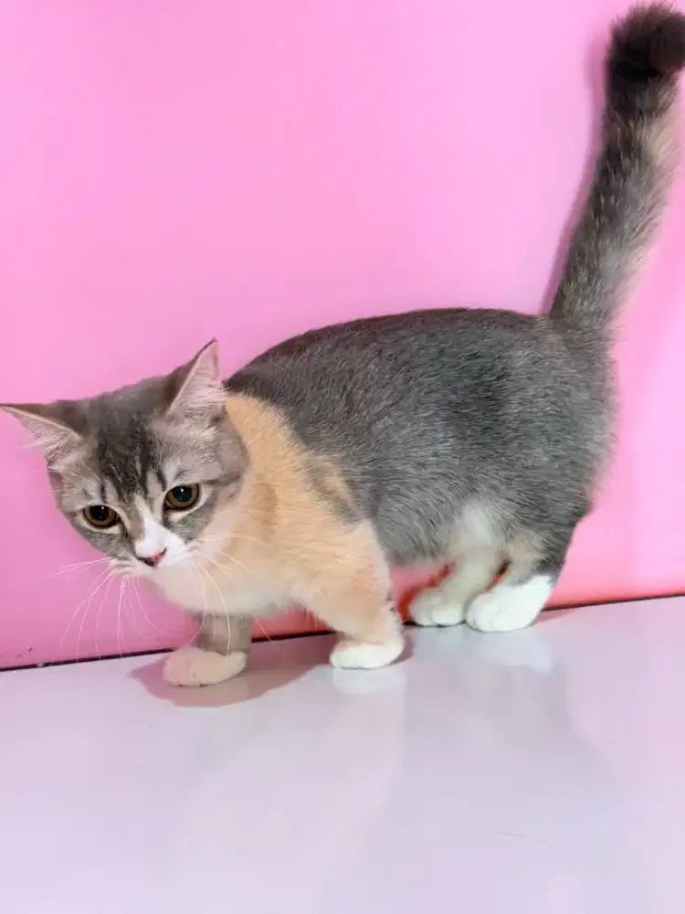 Kucing Munchkin Cebol