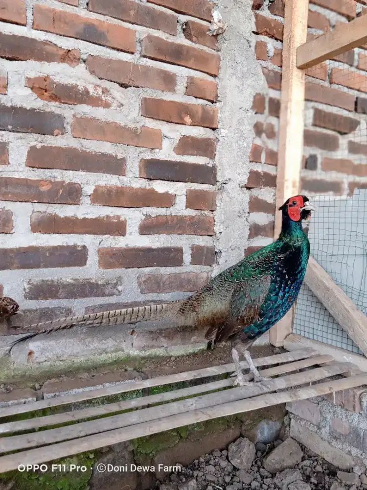 Green Pheasant/ Ringneck Hijau Sepasang
