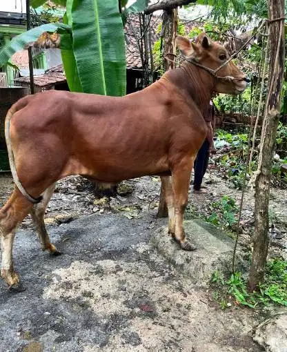 sapi madura 350 kiloan siap sapi qurban 2026 gagag tinggi keren manteb