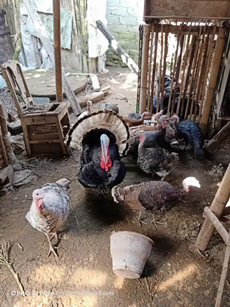 Ayam Kalkun Dewasa Sepasang