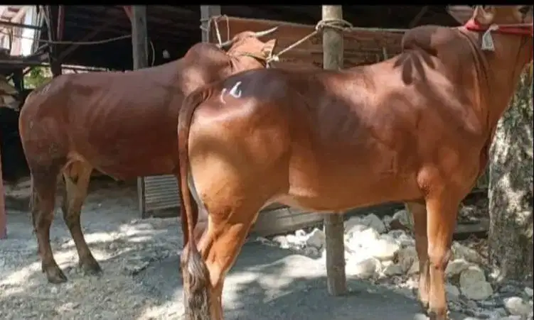 sapi madura qurban 2026 siap hewan kurban terbaik gagah tinggi rawatan