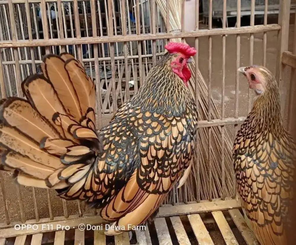 Ayam Batik Kanada Dewasa