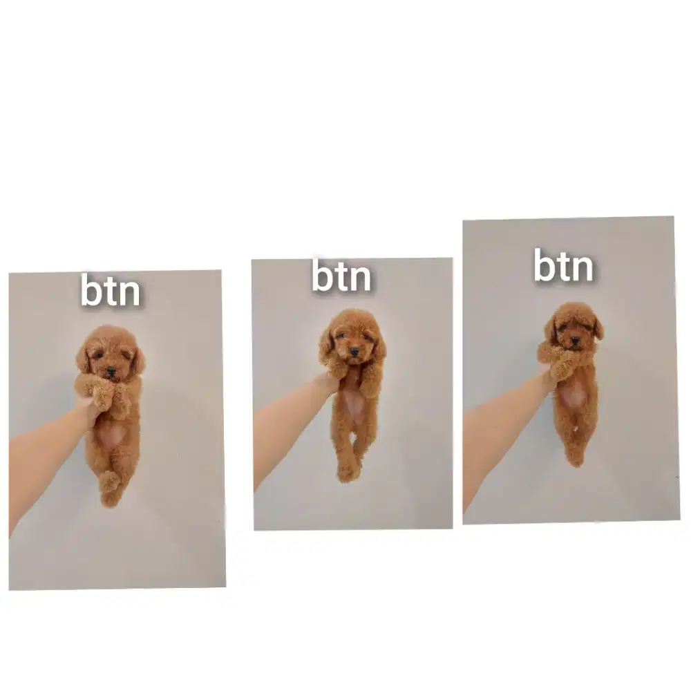 anjing poodle bersurat !!! no php !!!