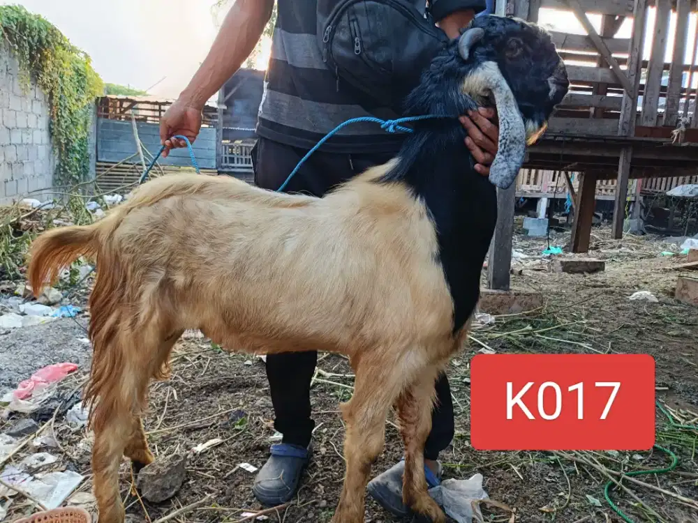 Jual Hewan Kurban Sapi dan Kambing sehat berkualitas