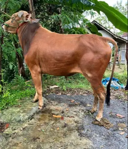 sapi madura jantan 350 kiloan siap hewan kurban 2026 gagah tinggi puas