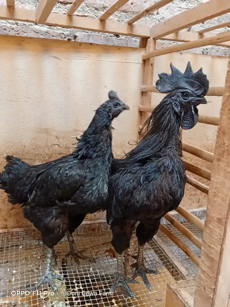 Ayam Cemani Dewasa