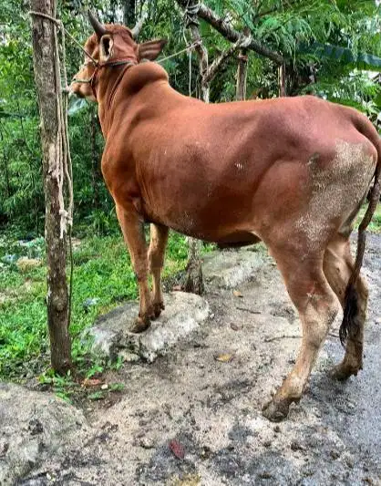 sapi madura jantan 350kiloan gagah tinggi siap kurban 2026 jamin puas