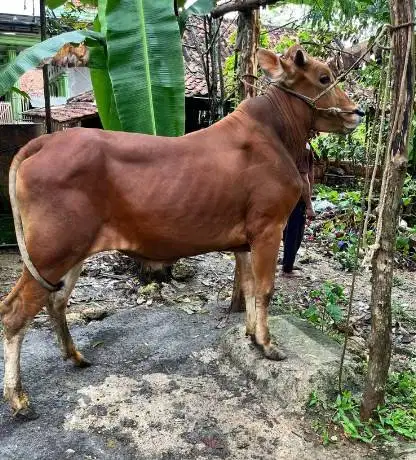 sepasang anakan kambing mini 4 bulanan cross nigerian dwarf pendek top