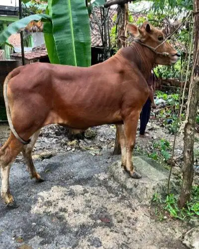 sapi madura 350kiloan jantan super siap sapi kurban 2026 tinggi manteb