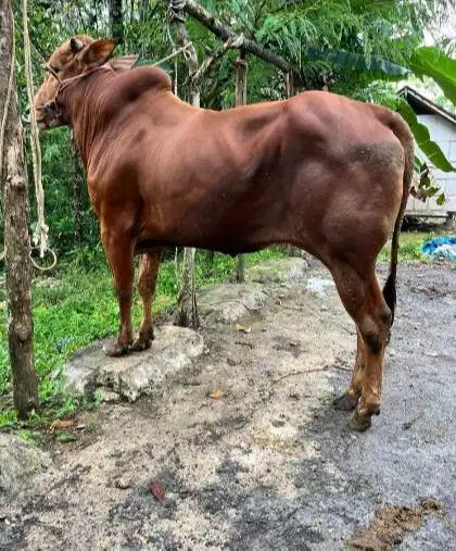 sapi madura 350kiloan jantan super siap sapi kurban 2026 tinggi manteb