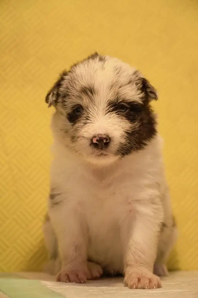 Kennel boy / perawat doggy