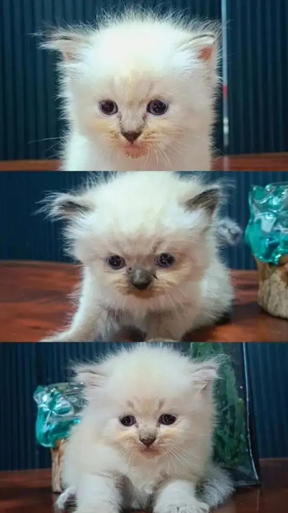 Kucing persia himalaya
