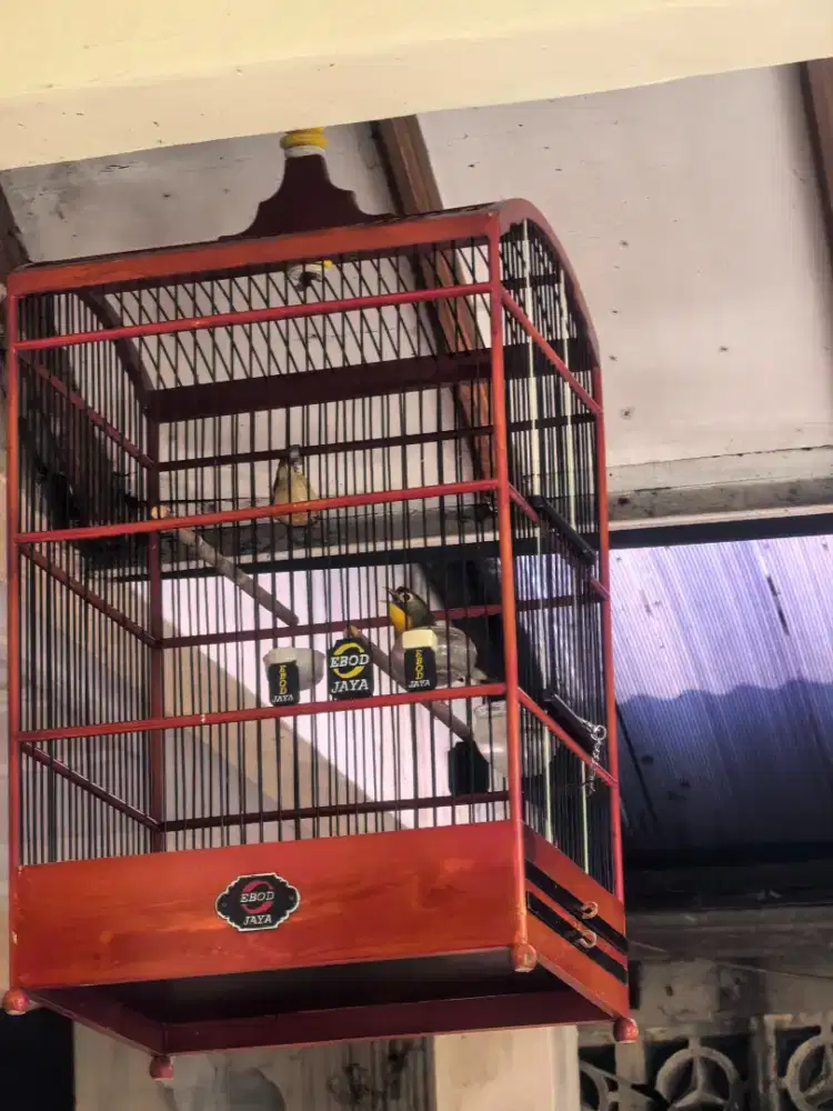 JUAL BURUNG KICAU GACOR