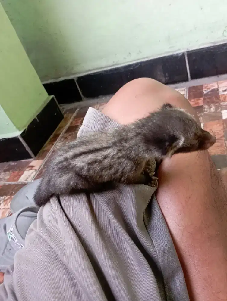 Anakan musang 3 ekor
