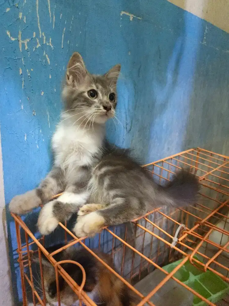 Kitten Persia X Mainecoone