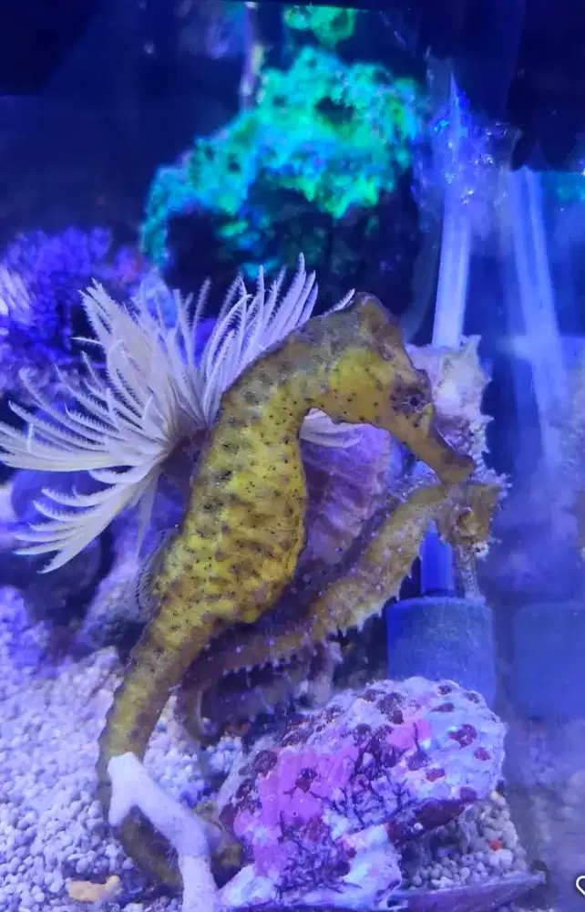 Ready Stok Seahorse /Kuda Laut