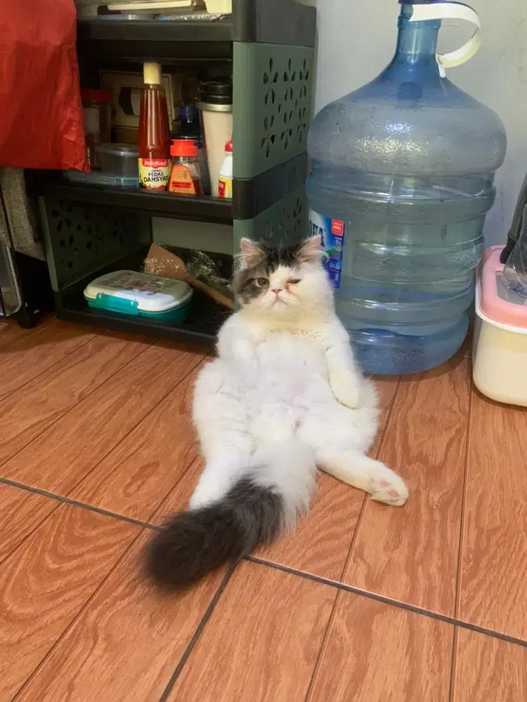 KITTEN JANTAN FLATNOSE