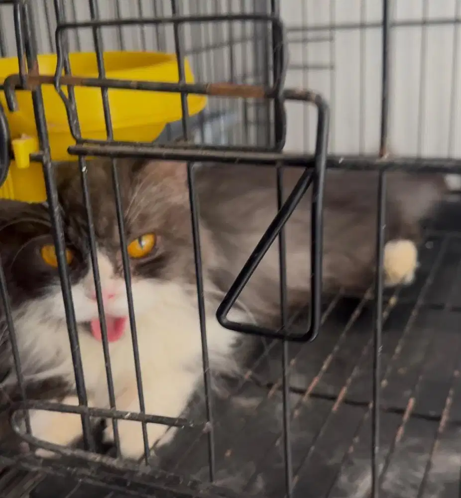 Kucing persia betina