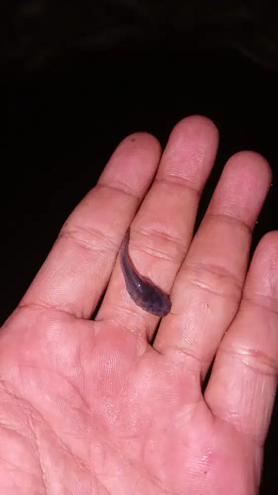 Bibit ikan lele ukuran 2 - 3 / 3 - 4 cm