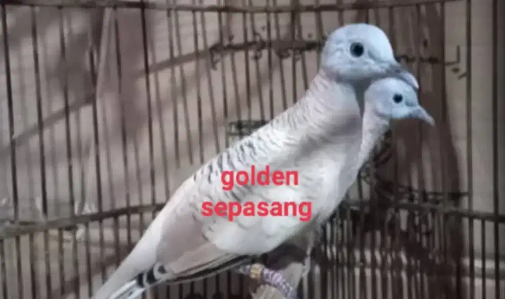 Perkutut golden sepasang